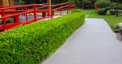 Buxinho – Buxus sempervirens