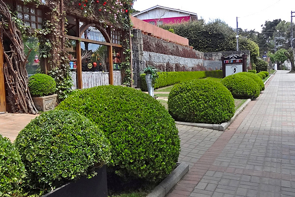 Buxinho - Buxus sempervirens