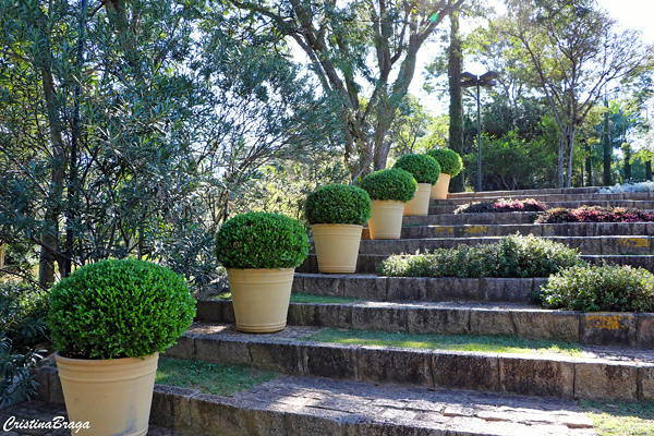 Buxinho - Buxus sempervirens