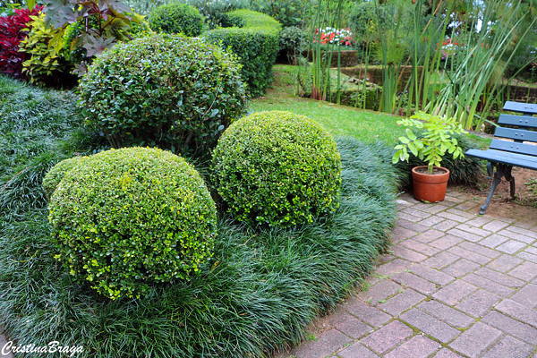 Buxinho - Buxus sempervirens