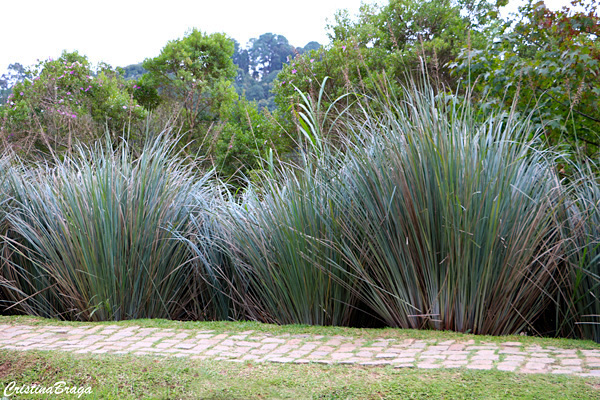 Capim Santa Fé - Panicum prionitis