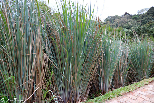 Capim Santa Fé - Panicum prionitis