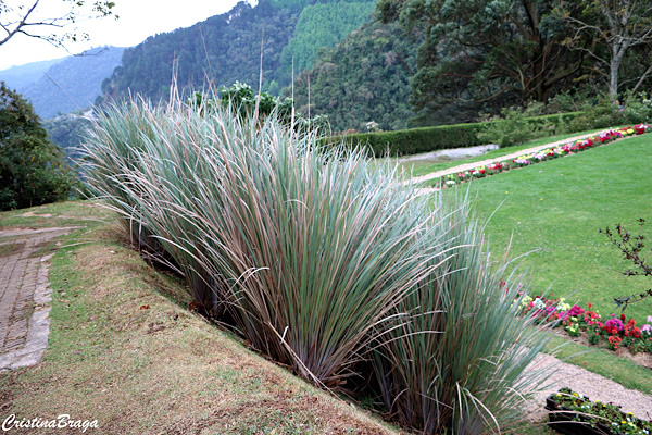 Capim Santa Fé - Panicum prionitis