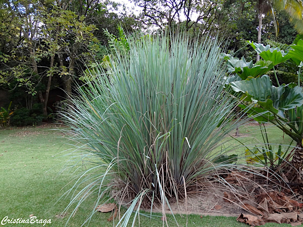 Capim Santa Fé - Panicum prionitis