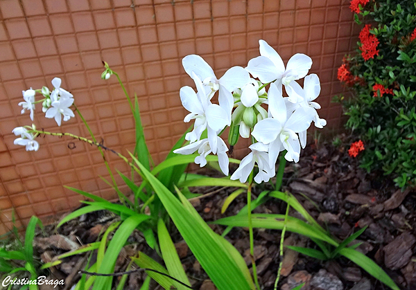 Orquídea Spathoglottis plicata