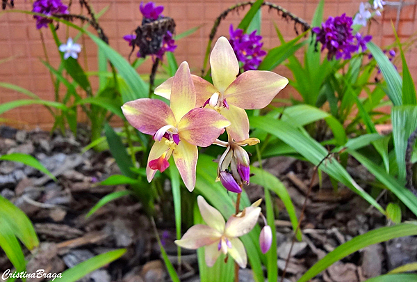 Orquídea Spathoglottis plicata - Flores e Folhagens