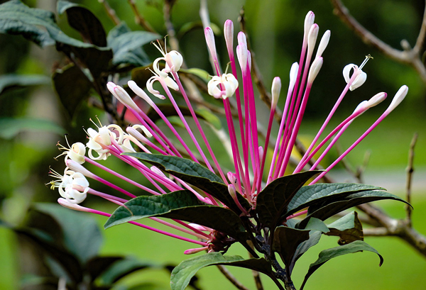 Clerodendro cotonete - Clerodendrum quadriloculare