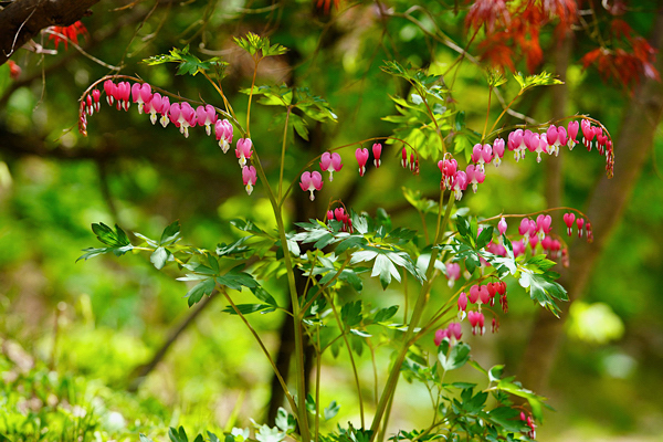 Coração sangrento - Dicentra spectabilis