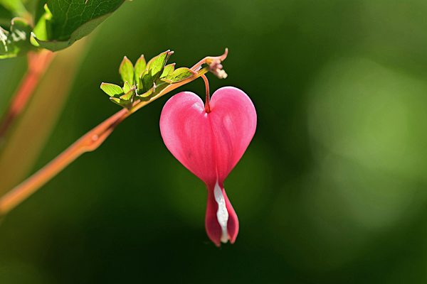 Coração sangrento - Dicentra spectabilis