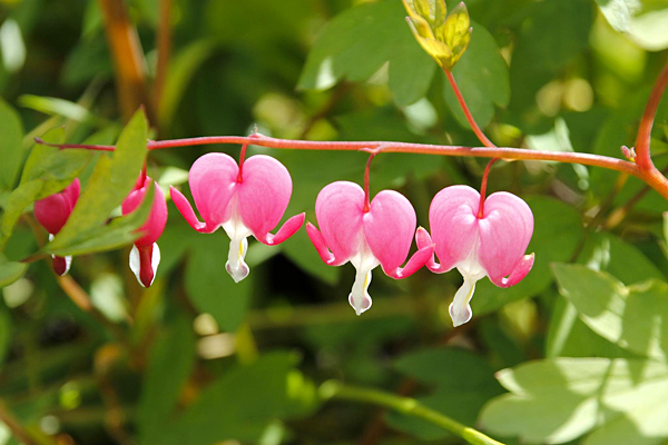 Coração sangrento - Dicentra spectabilis - Flores e Folhagens