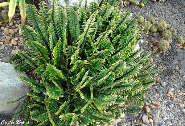 Euphorbia tithymaloides Nana
