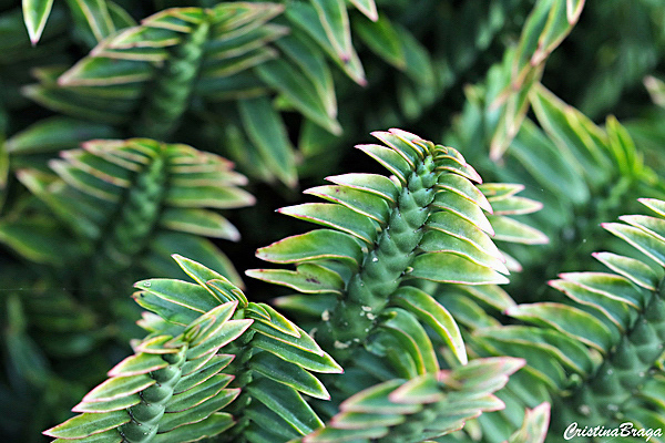 Euphorbia tithymaloides Nana