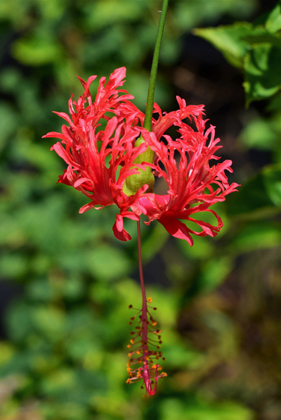 Hibisco crespo - Hibiscus schizopetalus