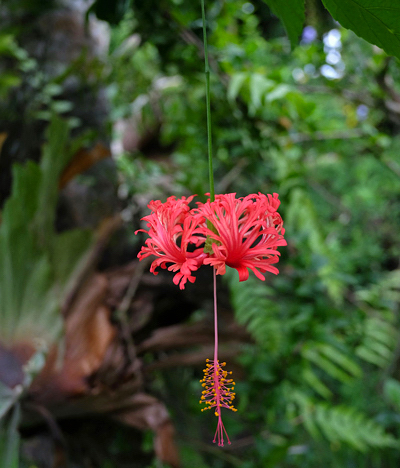 Hibisco crespo - Hibiscus schizopetalus