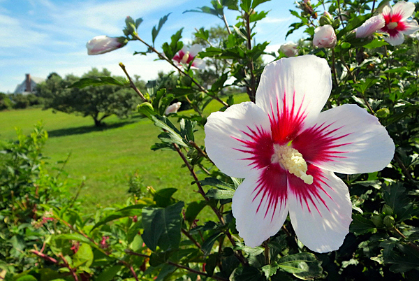 Hibisco da Síria - Hibiscus syriacus