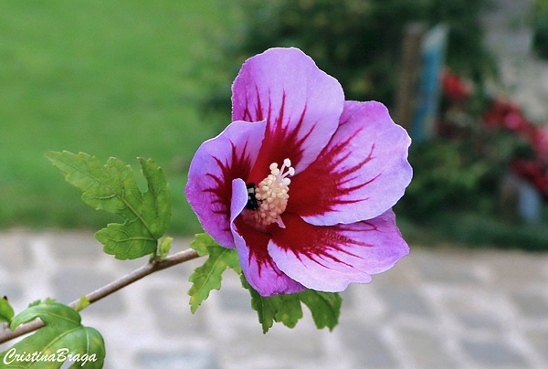 Hibisco da Síria - Hibiscus syriacus - Flores e Folhagens