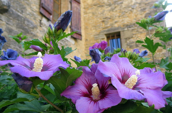 Hibisco da Síria - Hibiscus syriacus