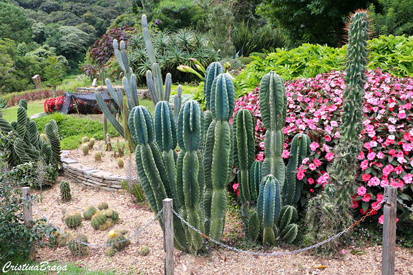 Mandacaru - Cereus jamacaru