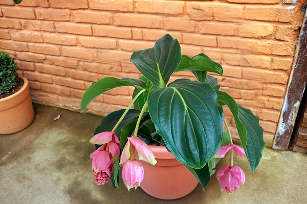 Medinila - Medinilla magnifica