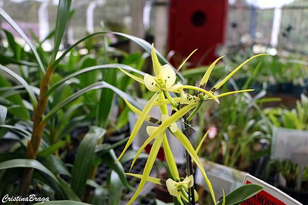 Orquídea Brassia verrucosa
