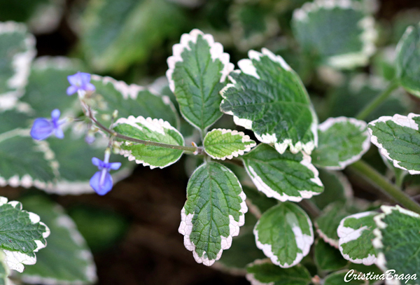 Planta Incenso - Plectranthus coleoides