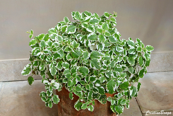 Planta Incenso - Plectranthus coleoides
