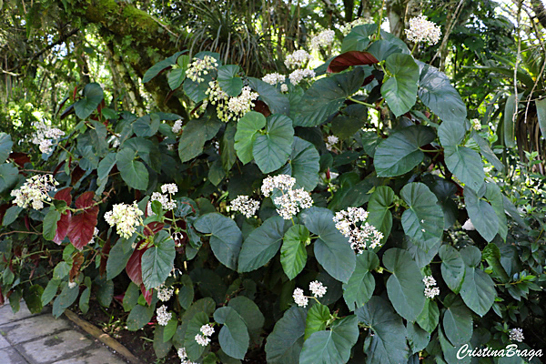 Begonia odorata var alba