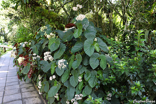 Begonia odorata var alba