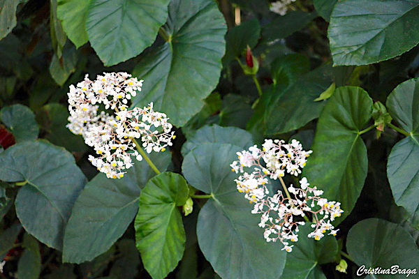 Begonia odorata var alba