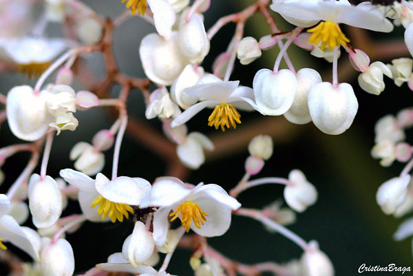 Begonia odorata var alba