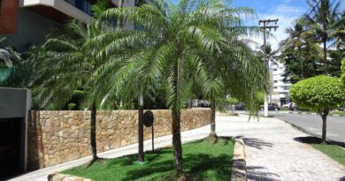 Palmeira Fenix – Phoenix roebelenii