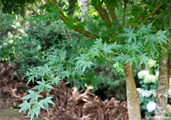 Bordo japonês - Acer palmatum