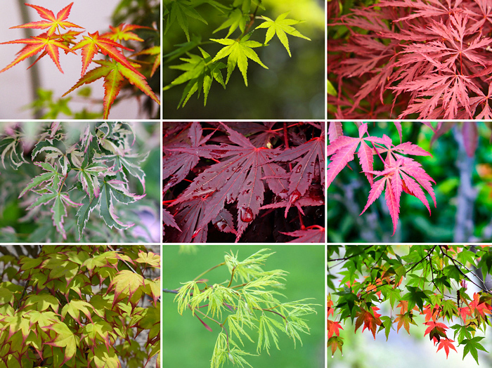 Bordo japonês - Acer palmatum