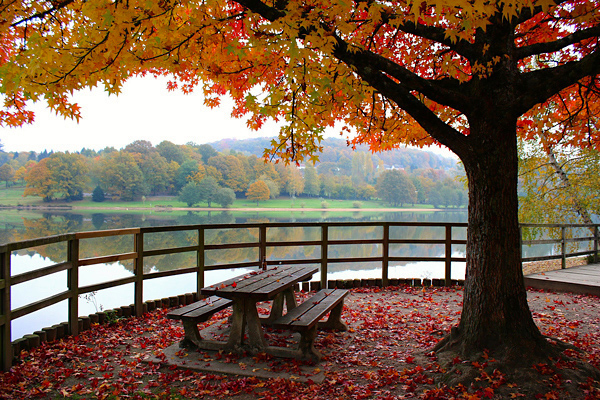 Bordo japonês - Acer palmatum