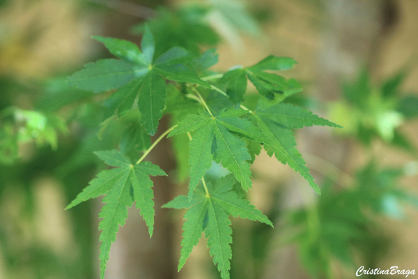 Bordo japonês - Acer palmatum