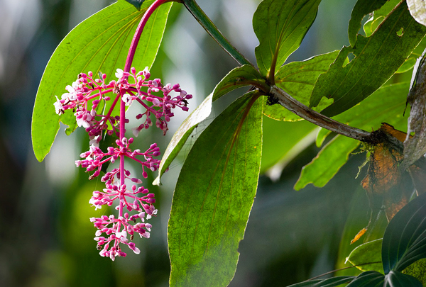 Medinilla speciosa