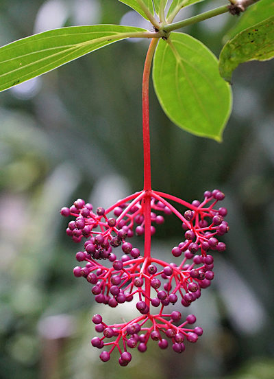 Medinilla speciosa