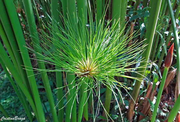 Papiro brasileiro- Cyperus giganteus