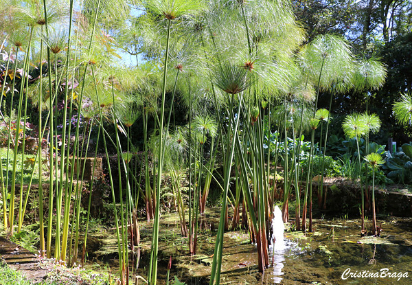 Papiro brasileiro- Cyperus giganteus
