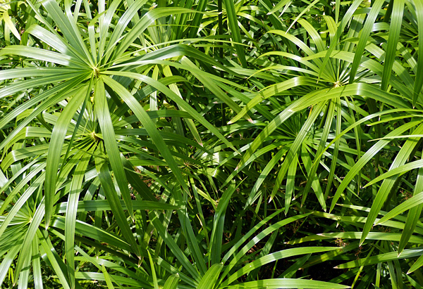 Sombrinha chinesa - Cyperus alternifolius