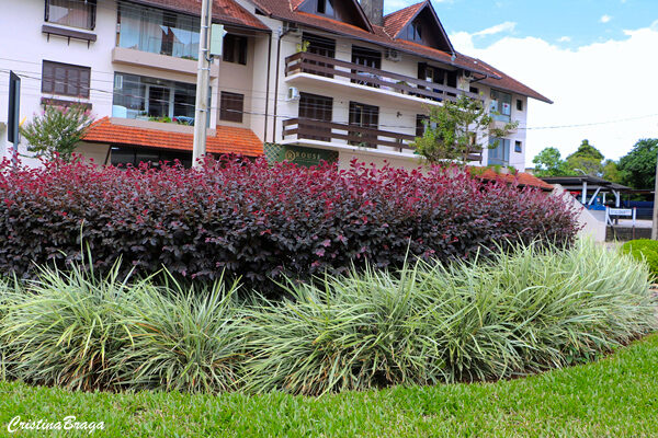 Amamélis - Loropetalum chinense