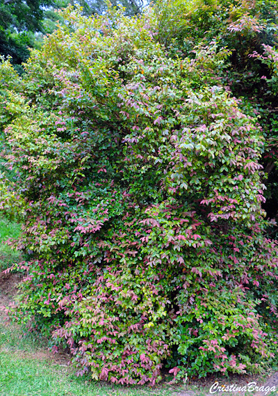 Amamélis - Loropetalum chinense “Razzleberri”