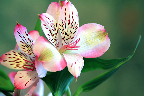 Astromélia - Alstroemeria Hybrida