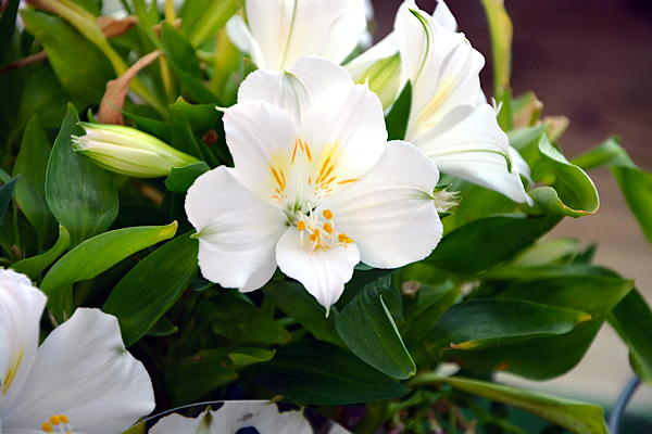 Astromélia - Alstroemeria Hybrida