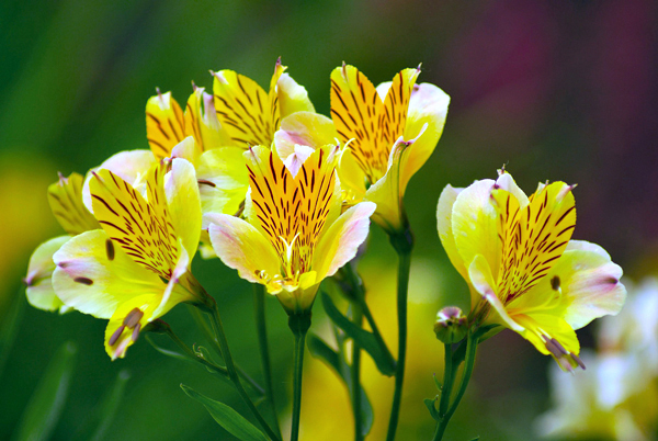 Astromélia - Alstroemeria hybrida