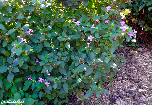 Barléria - Barleria cristata