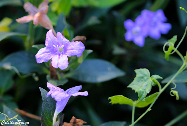 Barléria - Barleria cristata