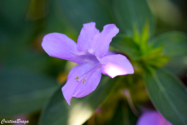 Barléria - Barleria cristata