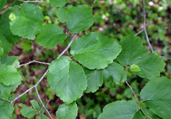 Hamamélis - Hamamelis virginiana