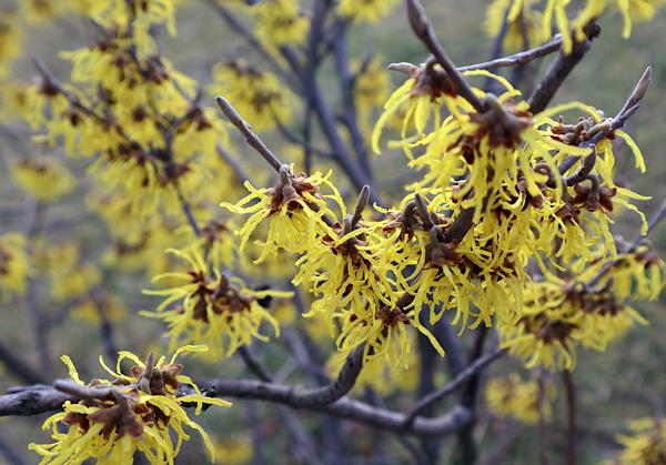 Hamamélis - Hamamelis virginiana